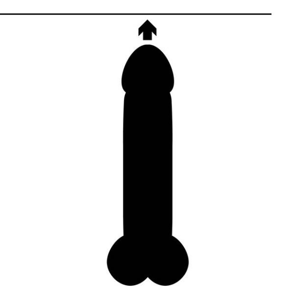 Pênis com 17 a 23 cm